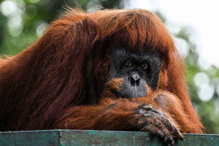 動物研究｜印尼紅毛猩猩懂得用草藥治癒傷口