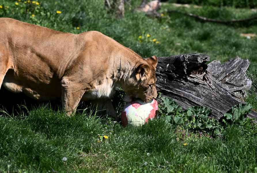 【圖輯】動物園慶復活節 動物在彩蛋中找美食
