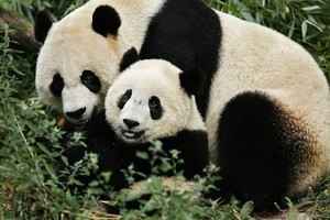 美動物園清空熊貓 中共熊貓外交畫上句號