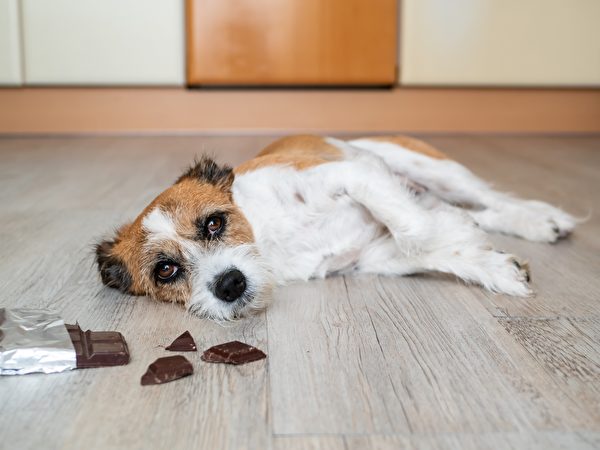 一隻小狗在吃了朱古力之後感到身體不適。（Shutterstock）