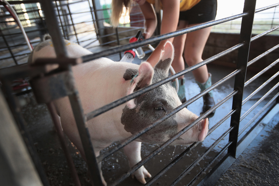 近千美種豬空降四川 中國種豬年進口超二萬頭
