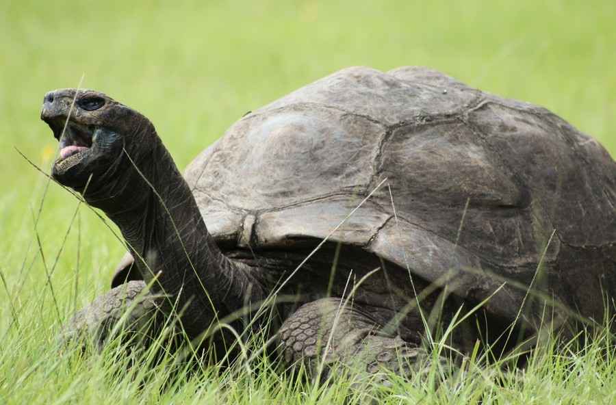 190歲陸龜喬納森再創紀錄 成史上最長壽龜