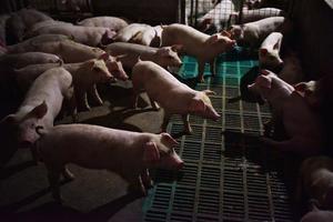 大陸去年豬肉產量16年最低 漲價42.5%