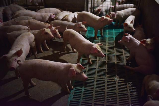 大陸去年豬肉產量16年最低 漲價42.5%
