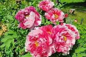 暮春三月生氣旺盛 穀雨節氣生活宜忌