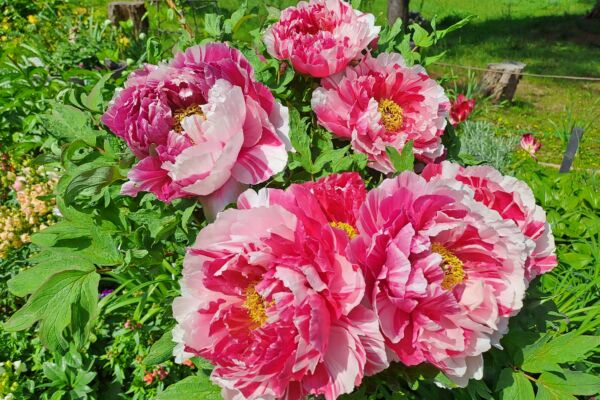 暮春三月生氣旺盛 穀雨節氣生活宜忌