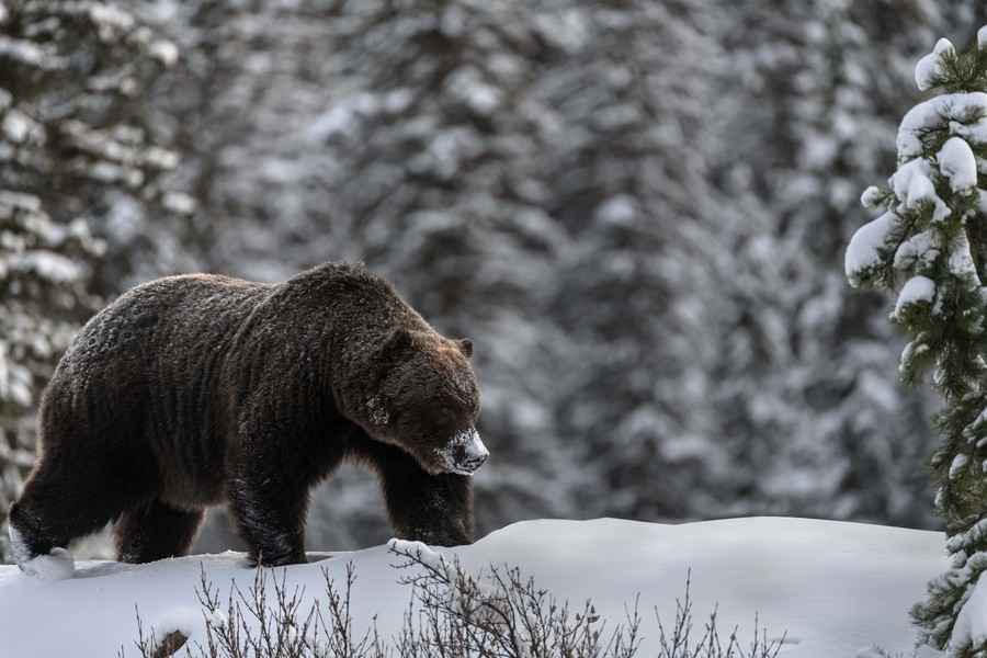 【圖輯】攝影師驚喜邂逅知名的加拿大灰熊