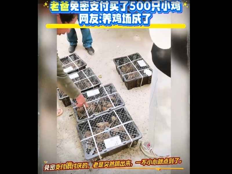 「免密支付」成陷阱 安徽老人誤買550隻小雞