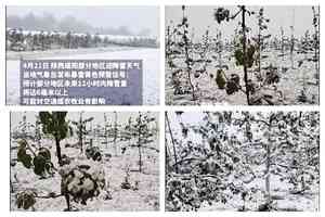 距立夏僅兩周 陝西多地突降鵝毛大雪