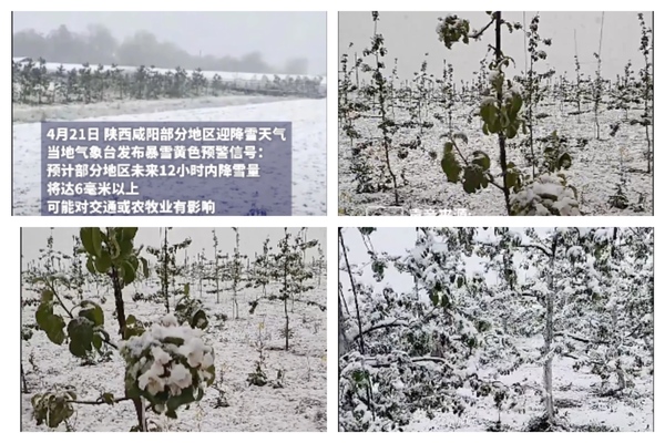 距立夏僅兩周 陝西多地突降鵝毛大雪