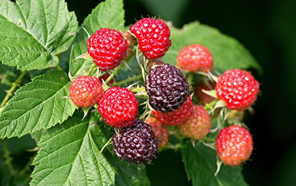 黑樹莓所含的花青素比紅樹莓、黑莓更多。（Shutterstock）