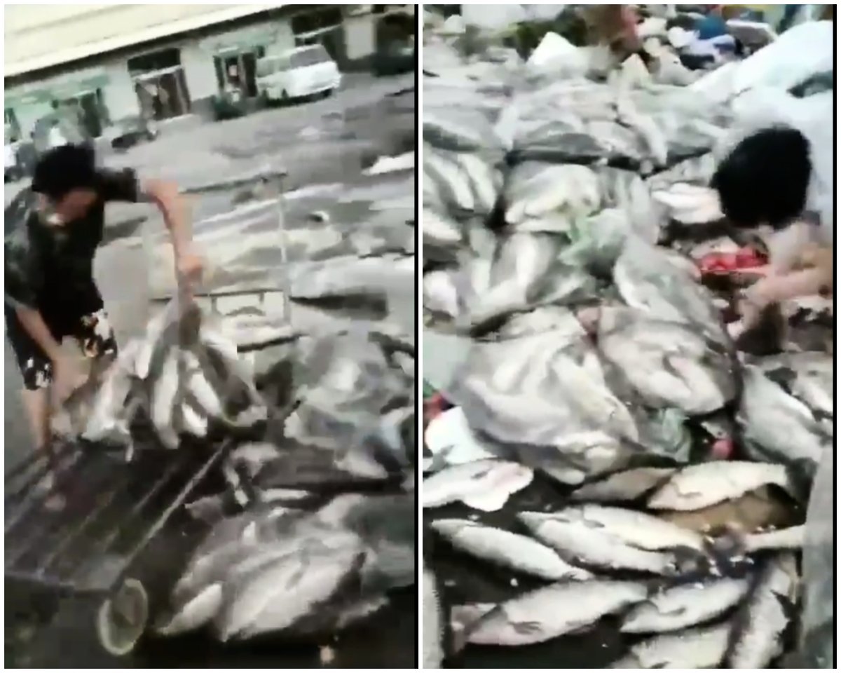 「三文魚」恐慌之下，各地紛紛下架，大批魚被銷毀，丟棄。（影片截圖）