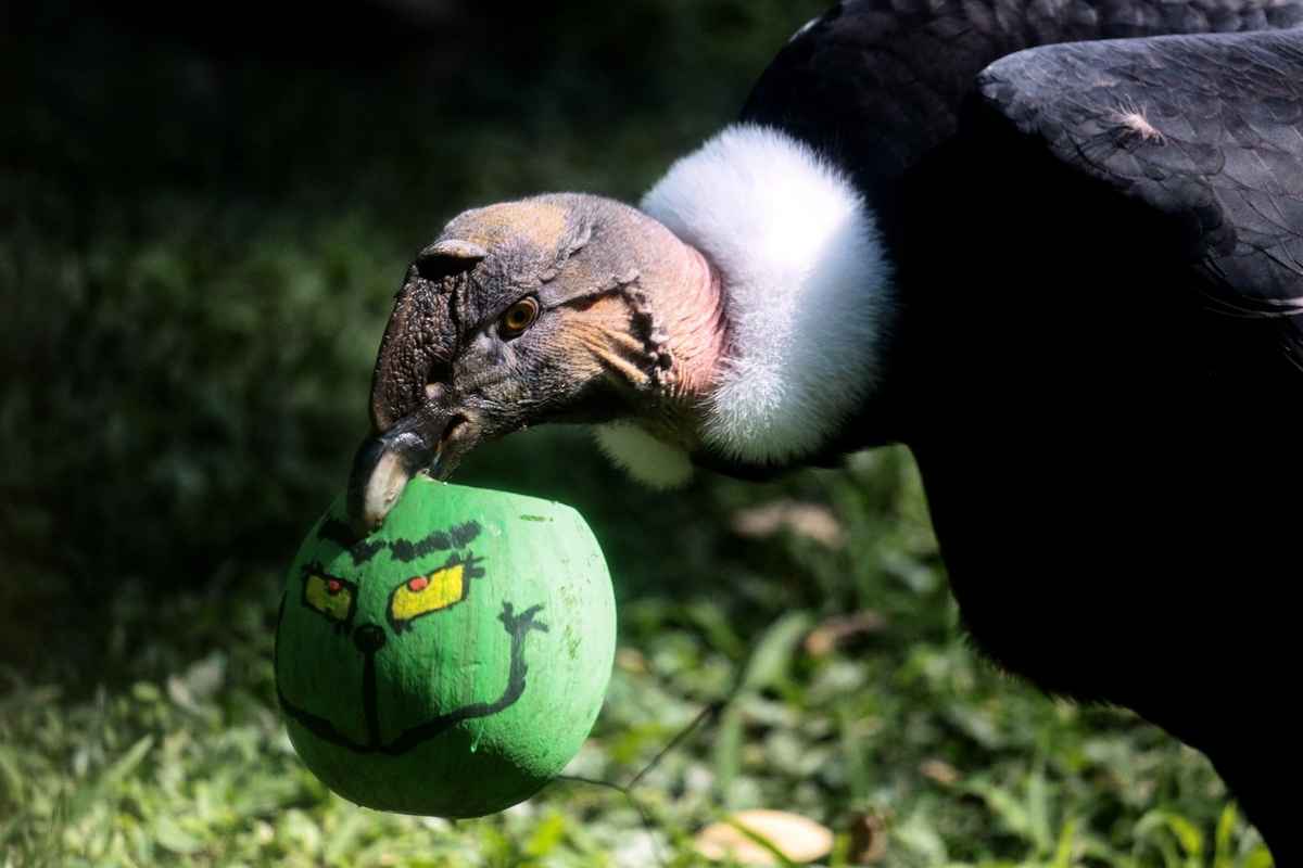 2024年12月19日,哥倫比亞卡利動物園(Cali Zoo)裏的另一隻安第斯禿鷹(Andean condor)收到飼養員發放的繪有綠毛怪格林奇形象的聖誕禮物。(Iusef Rojas/AFP via Getty Images)