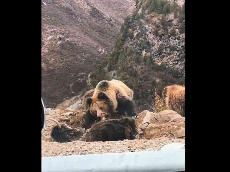 西藏多地藏馬熊出沒傷人 民怨當局不作為