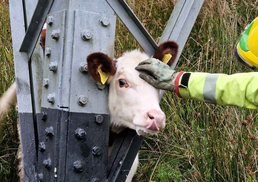 乳牛頭卡在鐵塔支柱 英國消防隊員搭救