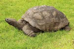 世界最長壽陸地動物 英國老烏龜已191歲