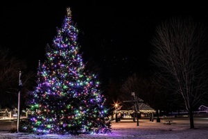 英國夫婦45年前種聖誕樹已15米高 成顯著地標
