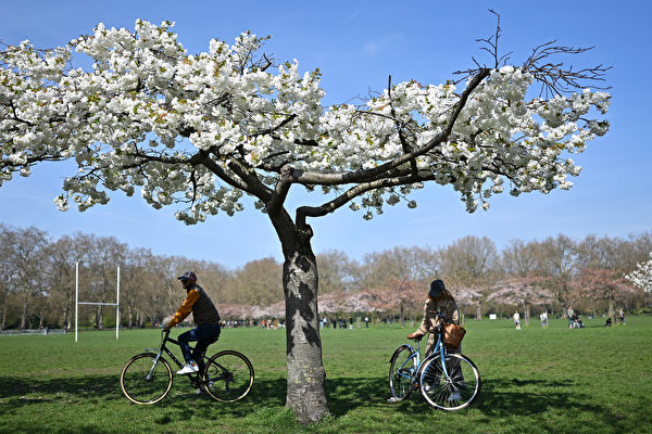 2023年4月9日，英國倫敦巴特西公園（Battersea Park），遊客觀賞盛開的櫻花。（Justin Tallis/AFP）