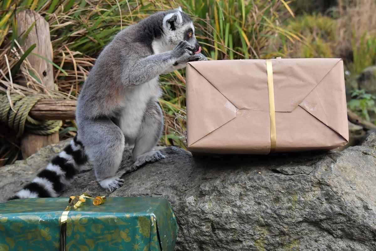2024年12月23日,法國拉弗萊什動物園(La Fleche Zoo),一隻環尾狐猴收到聖誕禮物後,馬上露出可愛的「吃相」。(Jean-François Monier/AFP via Getty Images)