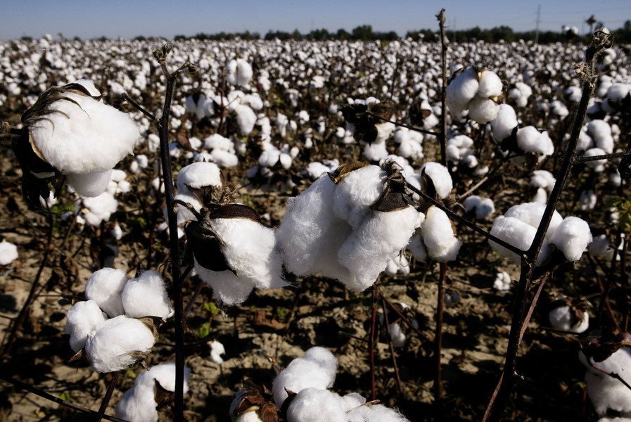 澳洲當季棉花售罄 沒中國市場生意仍暢銷