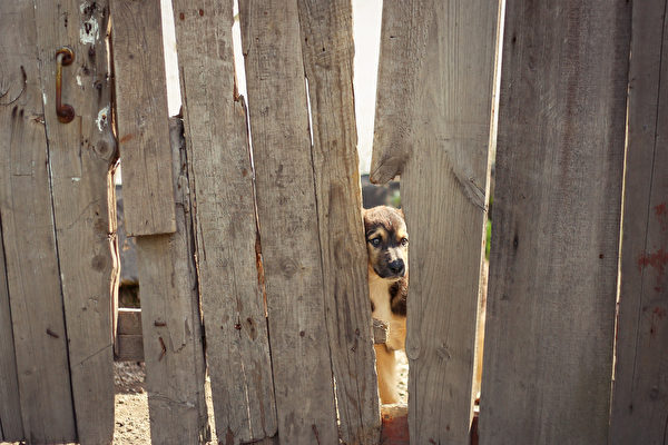 鄰居在籬笆上建暗門 看看狗狗們的快樂反應