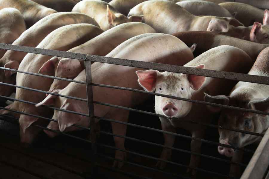 中國養豬業持續虧損 七大豬企合虧近300億