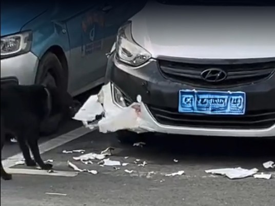 湖南一女子私家車遭狗啃咬毀損