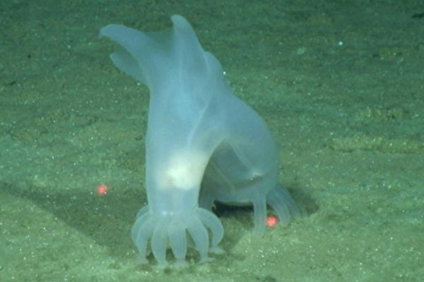 【圖輯】太平洋海底驚現39種全新生物