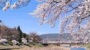 唐風吹開日本上千年「花見」之旅 染井吉野櫻之名怎來？