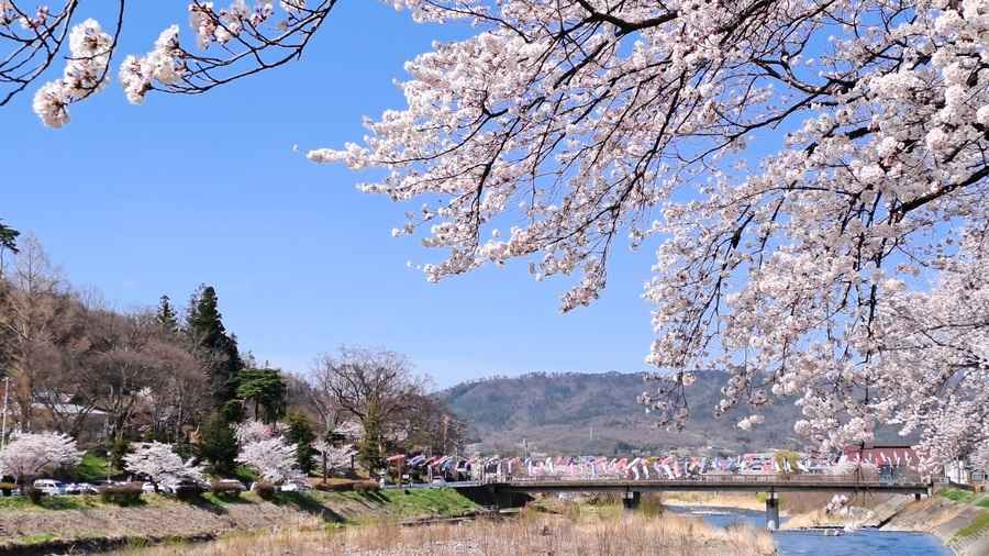 唐風吹開日本上千年「花見」之旅 染井吉野櫻之名怎來？