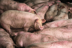 傳北韓也出現非洲豬瘟 死了很多豬
