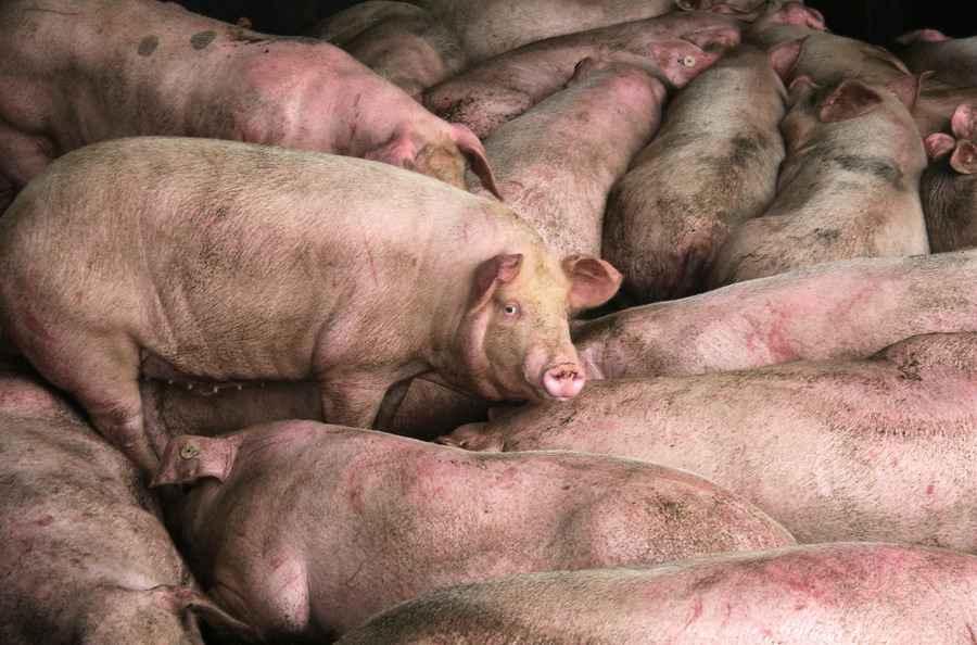 非洲豬瘟未消散 中國北方疫情升溫