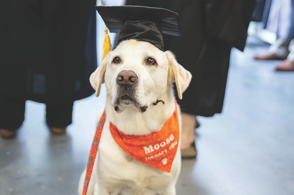 美國維珍尼亞理工學院暨州立大學的治療犬穆斯獲頒榮譽博士學位。（Virginia Tech）