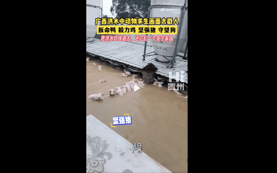 廣西洪水襲動物園 獅子溺亡 大量動物被沖走