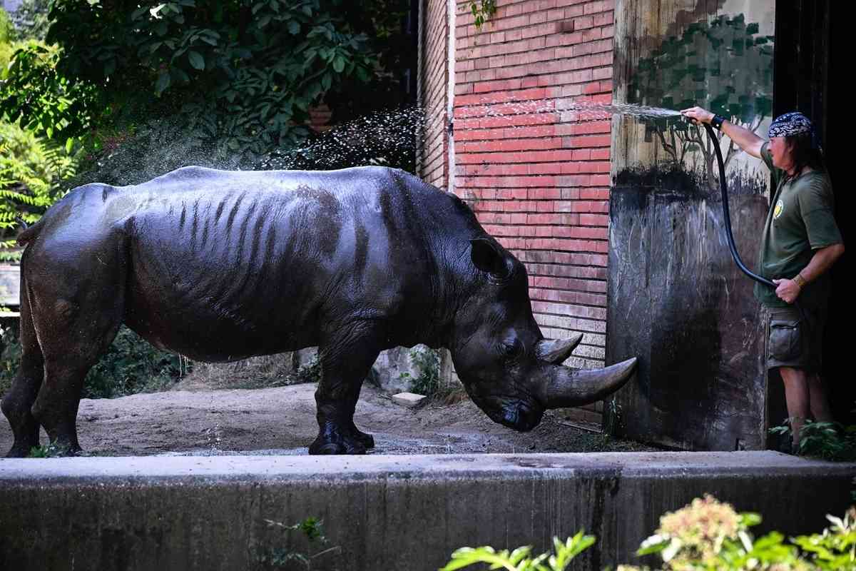 2025年6月25日,保加利亞首都索菲亞的氣溫超過40攝氏度,索菲亞動物園(Sofia Zoo)的一名工作人員向白犀牛噴灑涼水,幫其降溫。(Nikolay Doychinov/AFP via Getty Images)