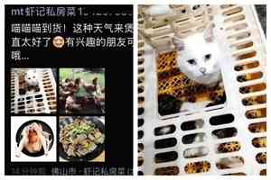 廣東佛山一私房菜館被曝宰殺活貓
