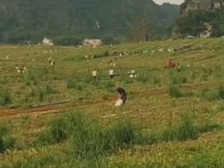 廣西一瓜田遭村民哄搶 瓜農：人太多攔不住