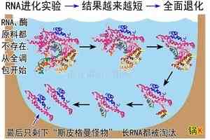  進化騙局（28） 斯皮格曼怪物 葬送進化之說