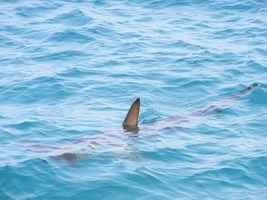鯊魚在海灘上擱淺 澳洲男子徒手抱它回海裏
