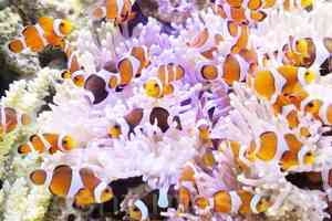 《海底兩萬里》背後的故事