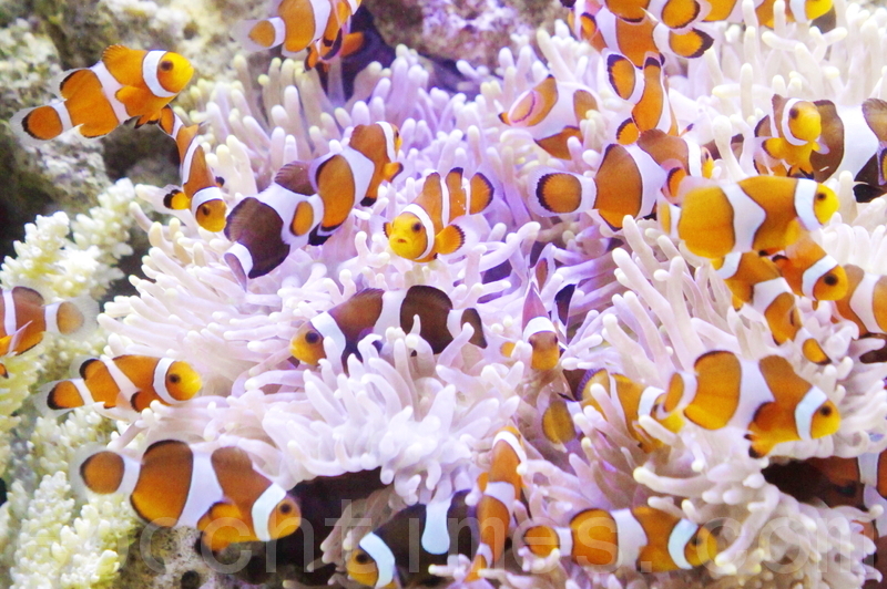 《海底兩萬里》背後的故事