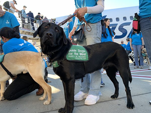 2023年1月25日，約25隻來自「GDB」導盲犬培訓學校的幼犬，在荷里活伯班克機場（Hollywood Burbank Airport）接受首次飛行前的嚴格訓練。（姜琳達／大紀元）