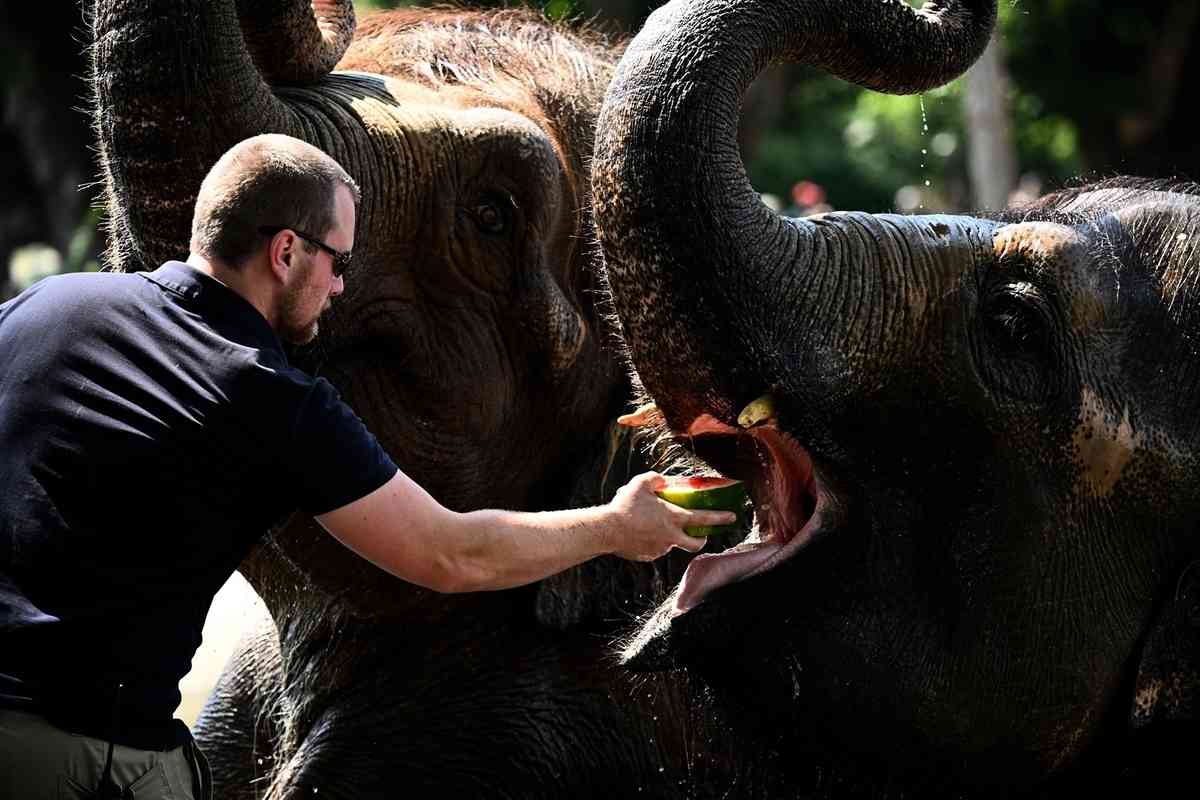 2025年7月2日,比利時布呂熱萊特(Brugelette),天堂動物園(Pairi Daiza Zoo)的飼養員給大象餵冰凍西瓜,為其降溫。(Nicolas Tucat/AFP via Getty Images)