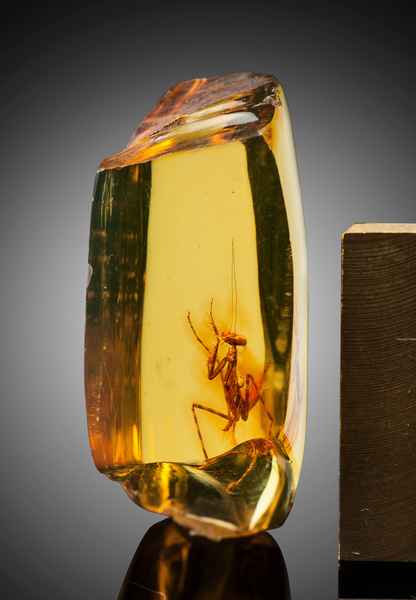 3000萬年前的螳螂被困透明琥珀中（多圖）
