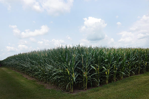 玉米價格曾飆升至10年高位  美國農民計劃今年大量種植