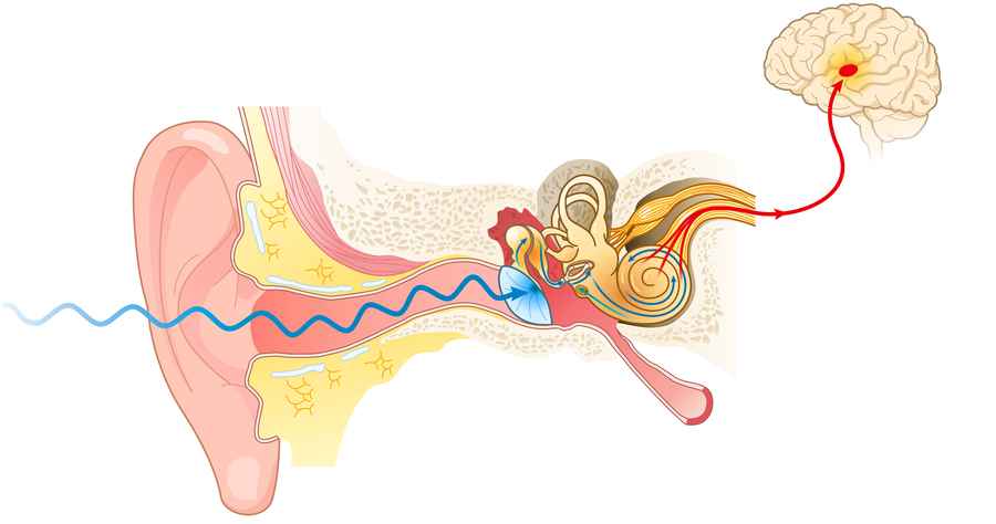 科學家發現聽覺得微觀機制 揭示內耳關鍵結構