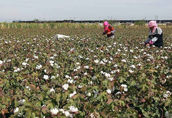 美國開始全面執行針對來自中國新疆地區的進口商品的新禁令。圖為2015年9月20日，中國新疆哈密地區的農民在收穫季節採摘棉花。（STR/AFP via Getty Images）