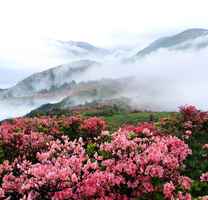 金山風雲之頂天立地（7）終身大事