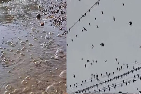 遼寧江邊水冒泡 廣西天空現鳥群 民憂地震前兆