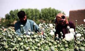 【名家專欄】阿富汗將成中共下個毒品基地